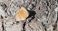 Pilze über Pilze Bild: Pilze über Pilze