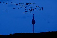 Bild: Kraniche im Dunkeln