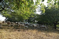 Landschaftspflegesaison im Südharz hat begonnen Bild: Landschaftspflegesaison im Südharz hat begonnen