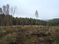Bäume pflanzen für den Klimaschutz Bild: Bäume pflanzen für den Klimaschutz