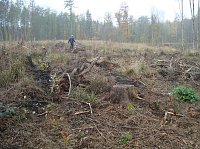 Bäume pflanzen für den Klimaschutz Bild: Bäume pflanzen für den Klimaschutz