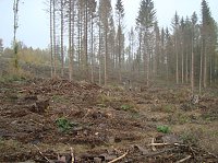 Bäume pflanzen für den Klimaschutz Bild: Bäume pflanzen für den Klimaschutz