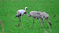 Vogelzug am Stausee Kelbra Bild: Vogelzug am Stausee Kelbra