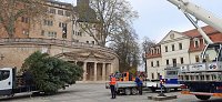 Auch in Sondershausen steht der Weihnachtsbaum Bild: Auch in Sondershausen steht der Weihnachtsbaum