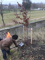 Bild: Blutbuchen f&uuml;r Schlossgarten