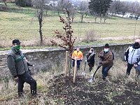 Bild: Blutbuchen f&uuml;r Schlossgarten
