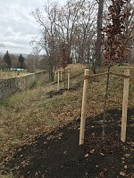 Bild: Blutbuchen f&uuml;r Schlossgarten