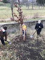 Bild: Blutbuchen f&uuml;r Schlossgarten