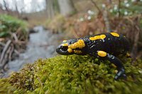 Bild: Naturvielfalt im S&uuml;dharz