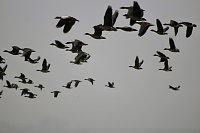 Bild: Nilg&auml;nse &uuml;ber Steinbr&uuml;cken