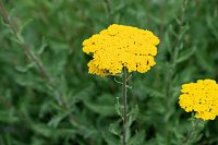 Bild: Kr&ouml;nung der Rosenk&ouml;nigin in Sangerhausen
