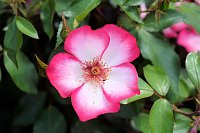 Bild: Kr&ouml;nung der Rosenk&ouml;nigin in Sangerhausen