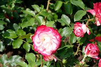 Bild: Kr&ouml;nung der Rosenk&ouml;nigin in Sangerhausen
