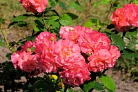 Bild: Kr&ouml;nung der Rosenk&ouml;nigin in Sangerhausen