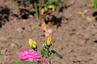 Bild: Kr&ouml;nung der Rosenk&ouml;nigin in Sangerhausen