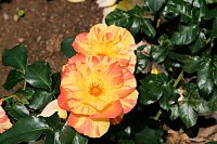 Bild: Kr&ouml;nung der Rosenk&ouml;nigin in Sangerhausen