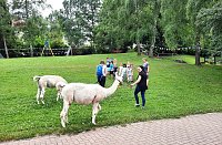 Bild: Lamabesuch in der DRK Kindertagesst&auml;tte in Sondershausen