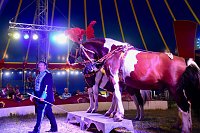 Bild: Zirkus Atlantik in Sundhausen