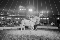 Bild: Zirkus Atlantik in Sundhausen