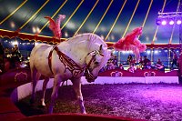Bild: Zirkus Atlantik in Sundhausen