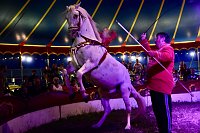 Bild: Zirkus Atlantik in Sundhausen