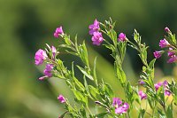 Bild: Schlosspark Ebeleben