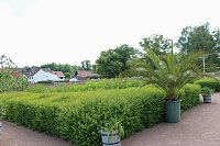 Bild: Orangerie in Bendeleben