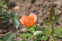 Bild: Europa Rosarium in Sangerhausen