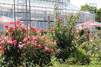 Bild: Europa Rosarium in Sangerhausen