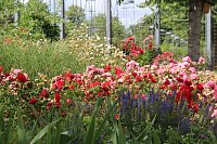Bild: Europa Rosarium in Sangerhausen