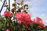 Bild: Europa Rosarium in Sangerhausen