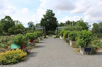 Bild: Europa Rosarium in Sangerhausen