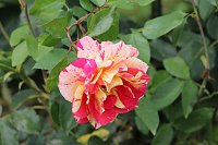 Bild: Europa Rosarium in Sangerhausen