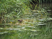 Bild: Spaziergang am Stausee