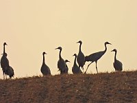 Bild: Kraniche am Stausee Kelbra