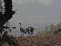 Bild: Kraniche am Stausee Kelbra