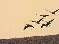 Bild: Kraniche am Stausee Kelbra