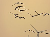 Bild: Kraniche am Stausee Kelbra