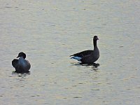 Bild: Kraniche am Stausee Kelbra
