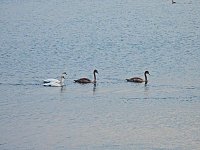 Bild: Kraniche am Stausee Kelbra
