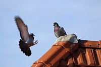 Tauben auf dem Dach Bild: Tauben auf dem Dach