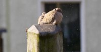 Taubenpaar im Winter Bild: Taubenpaar im Winter
