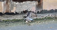 Habicht erlegt Taube Bild: Habicht erlegt Taube