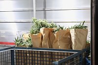 Bei einem Großeinsatz in Sondershausen konnte die Polizei eine Cannabis-Plantage ausheben Bild: Bei einem Großeinsatz in Sondershausen konnte die Polizei eine Cannabis-Plantage ausheben