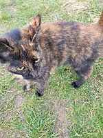 Wer hat diese Katze gesehen? Bild: Wer hat diese Katze gesehen?