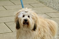 Für die vielen guten Gerüche auf dem Ostermarkt interessierte sich dieser freundliche Tibet-Terrier Bild: Für die vielen guten Gerüche auf dem Ostermarkt interessierte sich dieser freundliche Tibet-Terrier