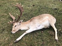 Hirsch erholt sich von der Betäubung Bild: Hirsch erholt sich von der Betäubung