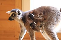 Bild: Kattaweibchen adoptiert fremdes Affenbaby