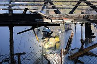 Laubenbrand in Sondershausen Bild: Laubenbrand in Sondershausen