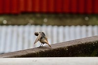 Die Mücke war wohl unter den Flügel gekrochen Bild: Die Mücke war wohl unter den Flügel gekrochen